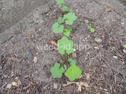lettuce, wall